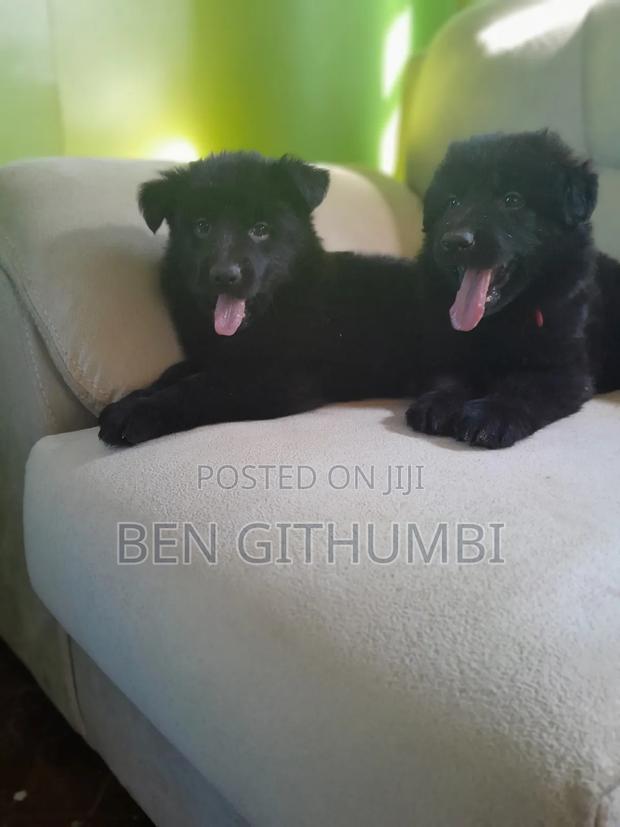 1-3 months Male Purebred German Shepherd - thumbnail 2