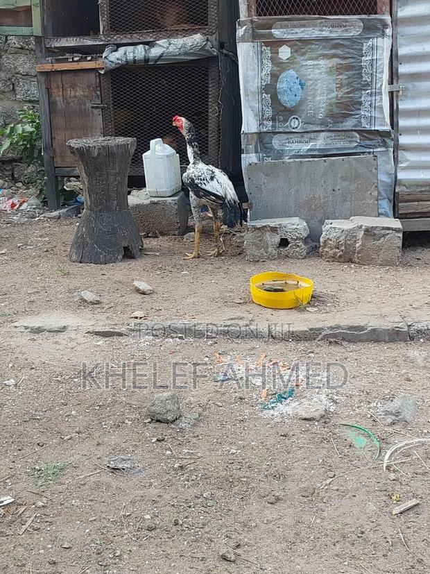 Matured Kuchi Male for Sale