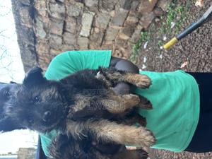 1-3 months Male Purebred German Shepherd - thumbnail 3