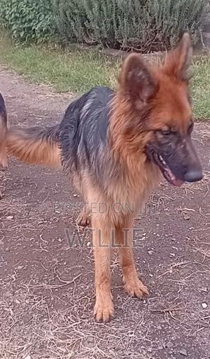 6-12 months Male Purebred German Shepherd - main view