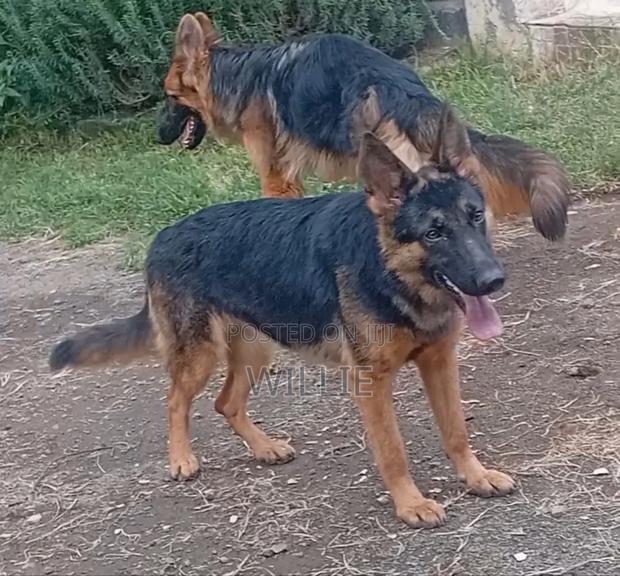 6-12 months Female Purebred German Shepherd - main view