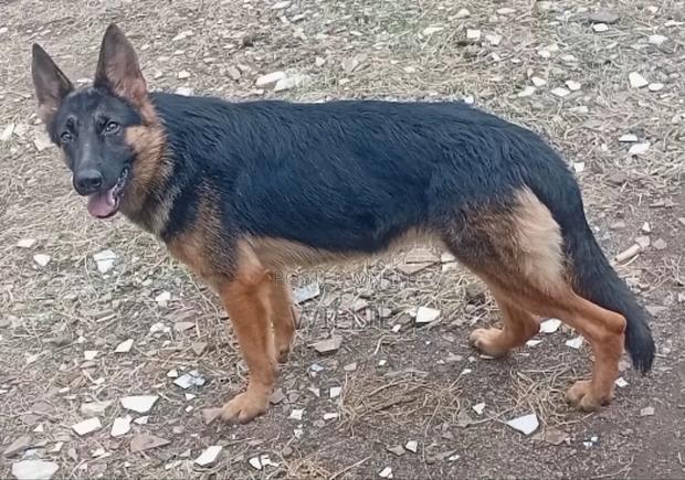 6-12 months Female Purebred German Shepherd - thumbnail 2