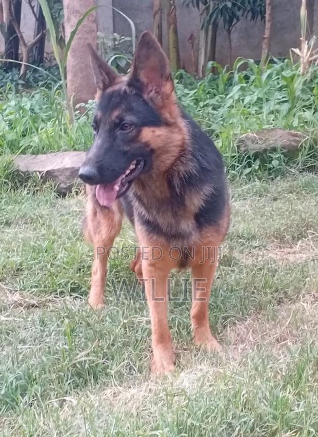 6-12 months Female Purebred German Shepherd - thumbnail 4