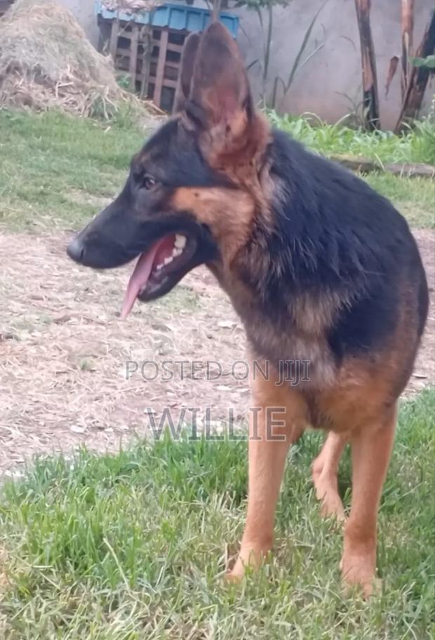 6-12 months Female Purebred German Shepherd - thumbnail 5