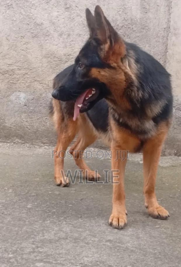 6-12 months Female Purebred German Shepherd - thumbnail 6