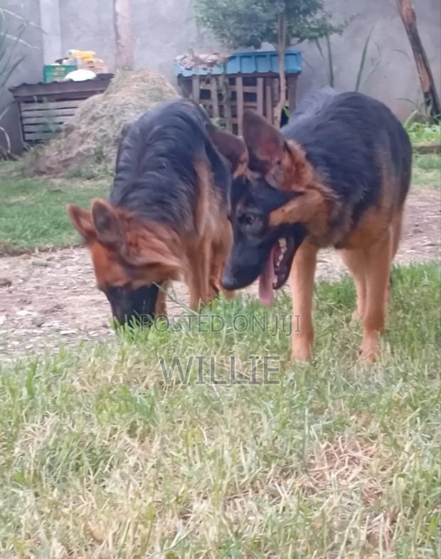 6-12 months Female Purebred German Shepherd - thumbnail 7