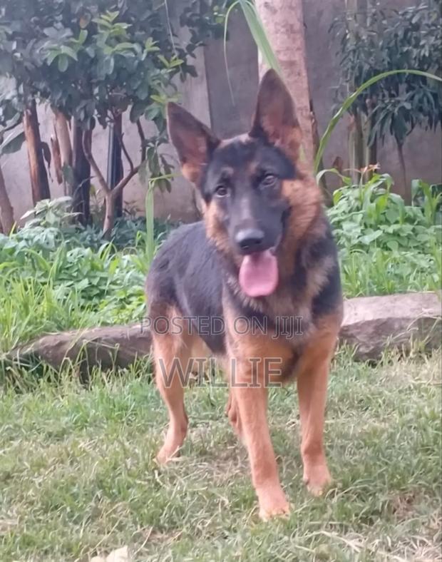 6-12 months Female Purebred German Shepherd - thumbnail 8