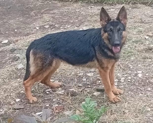 6-12 months Female Purebred German Shepherd - thumbnail 9