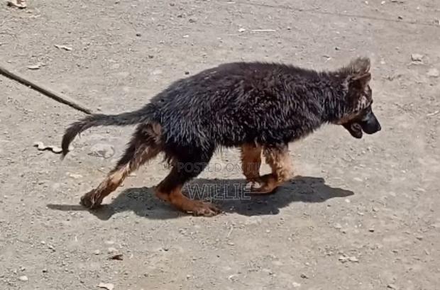 1-3 months Male Purebred German Shepherd - main view