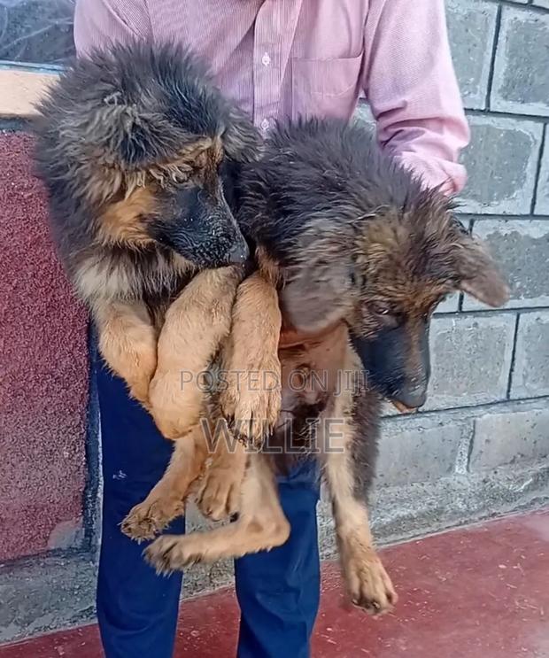 1-3 months Male Purebred German Shepherd - thumbnail 2