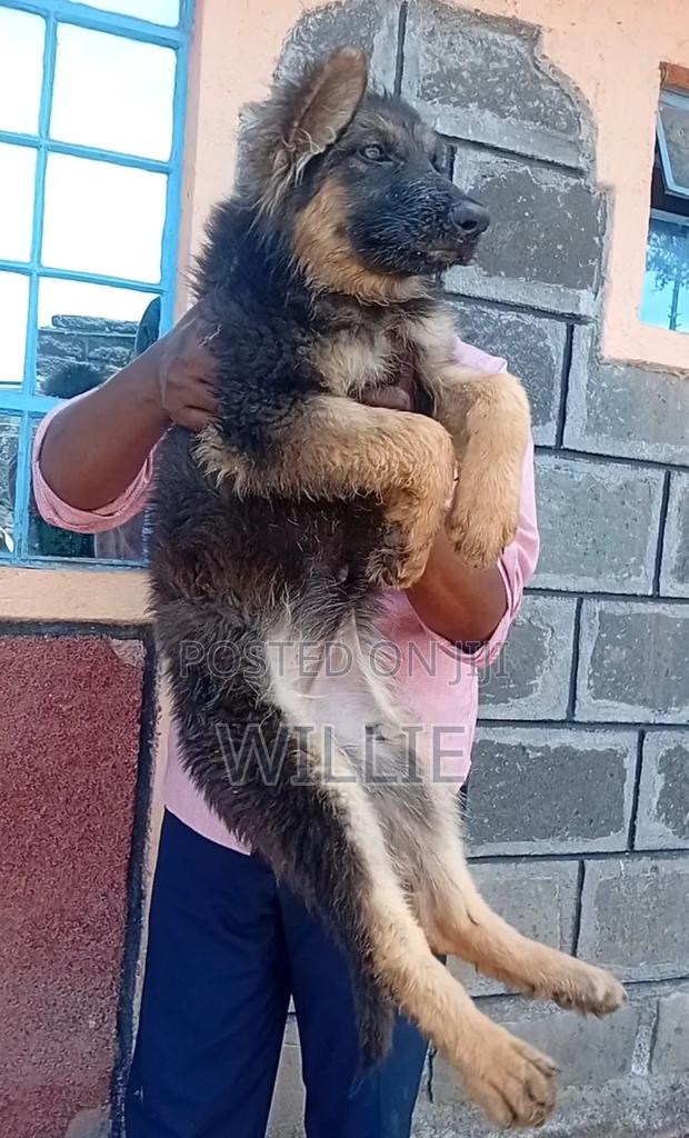 1-3 months Male Purebred German Shepherd - thumbnail 3