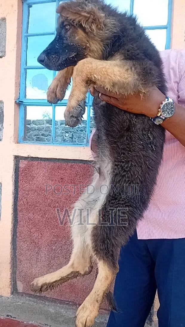 1-3 months Male Purebred German Shepherd - thumbnail 4