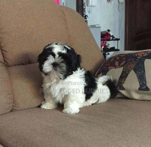 1-3 months Female Purebred Maltese Shih Tzu - main view