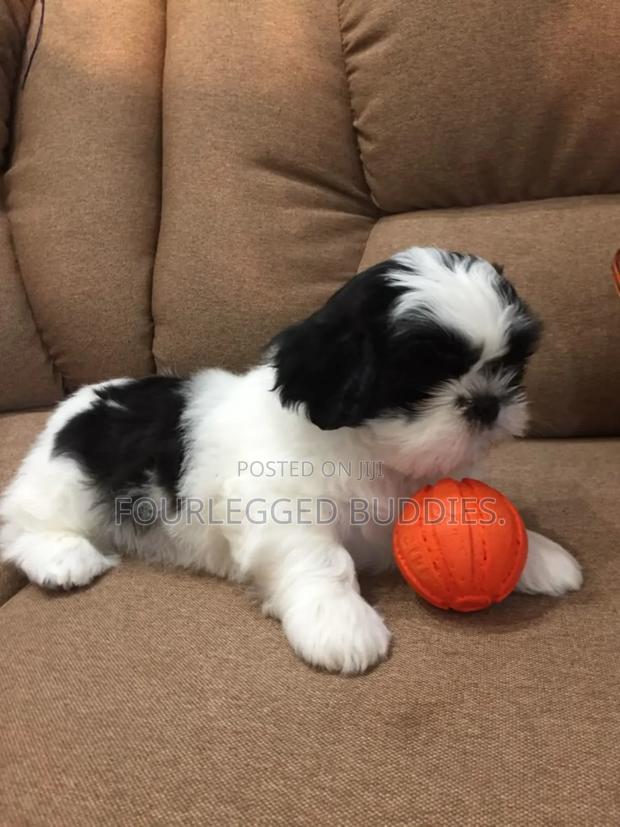 1-3 months Female Purebred Maltese Shih Tzu - thumbnail 3