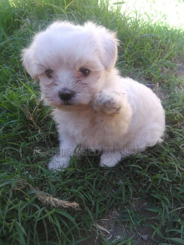 1-3 months Female Purebred Maltese Shih Tzu - thumbnail 2