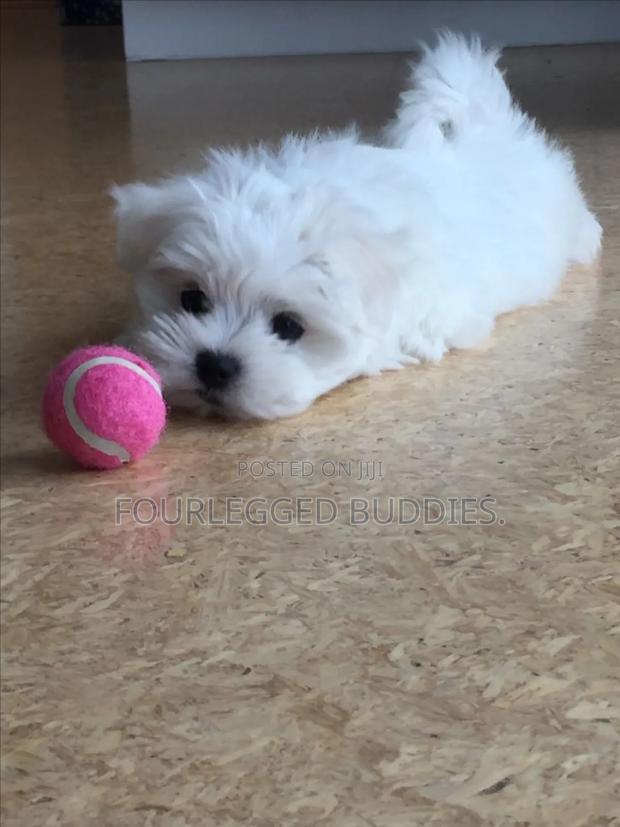 1-3 months Female Purebred Maltese Shih Tzu - thumbnail 4