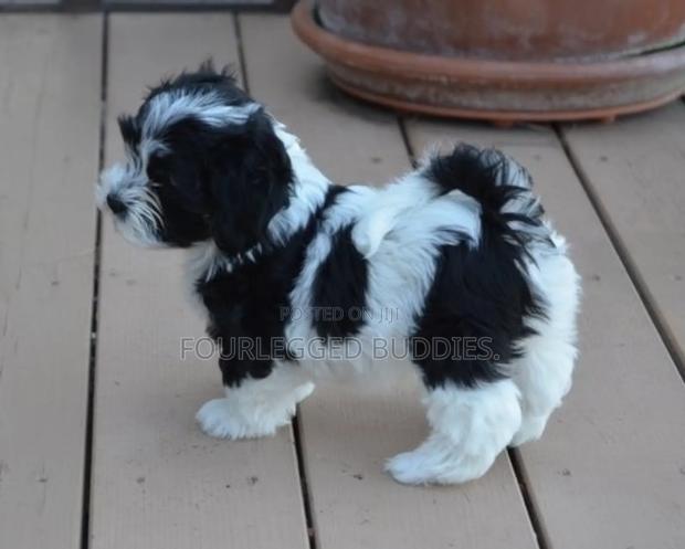 1-3 months Female Purebred Maltese Shih Tzu - thumbnail 5