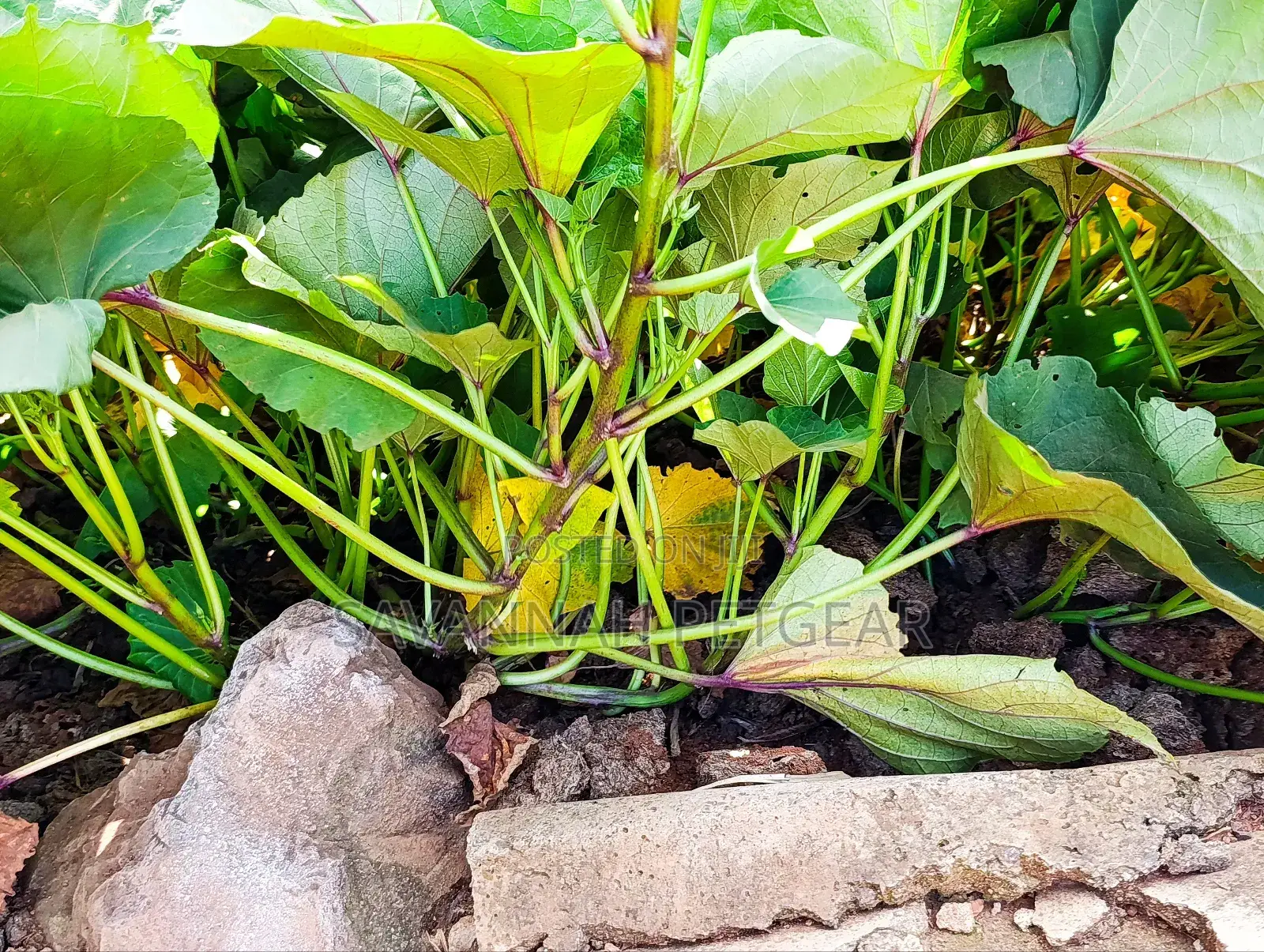 Super K Tuber Less Sweet Potato Vines (Drought-Resistant) for Planting