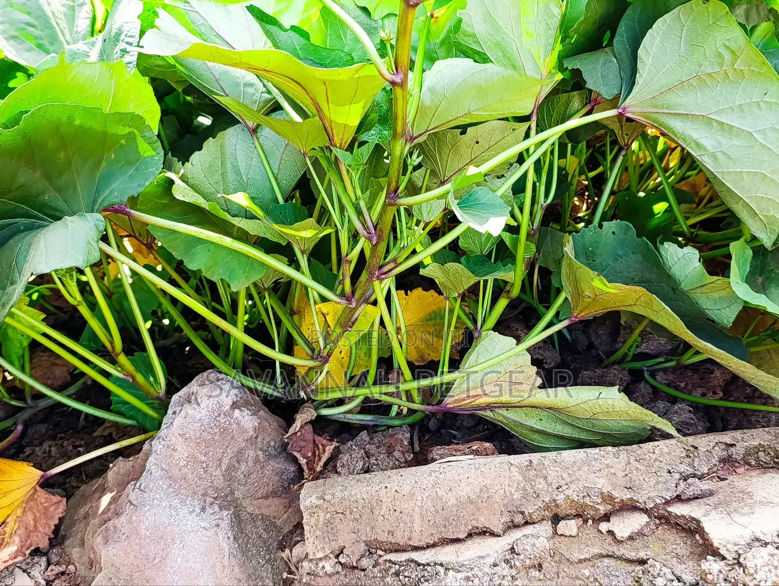 Super K Tuber Less Sweet Potato Vines (Drought-Resistant) for Planting