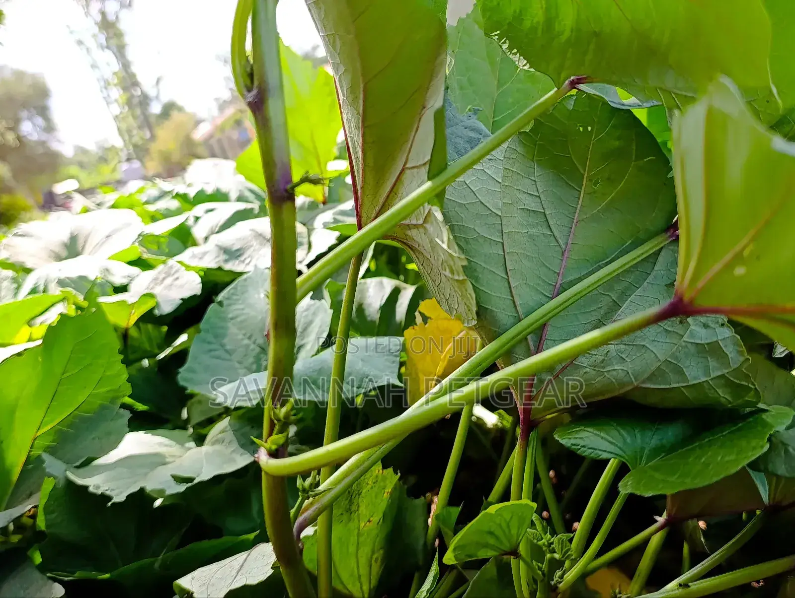 Super K Tuber Less Sweet Potato Vines (Drought-Resistant) for Planting