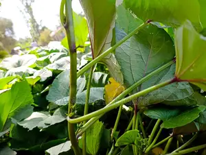 Super K Tuber Less Sweet Potato Vines (Drought-Resistant) for Planting