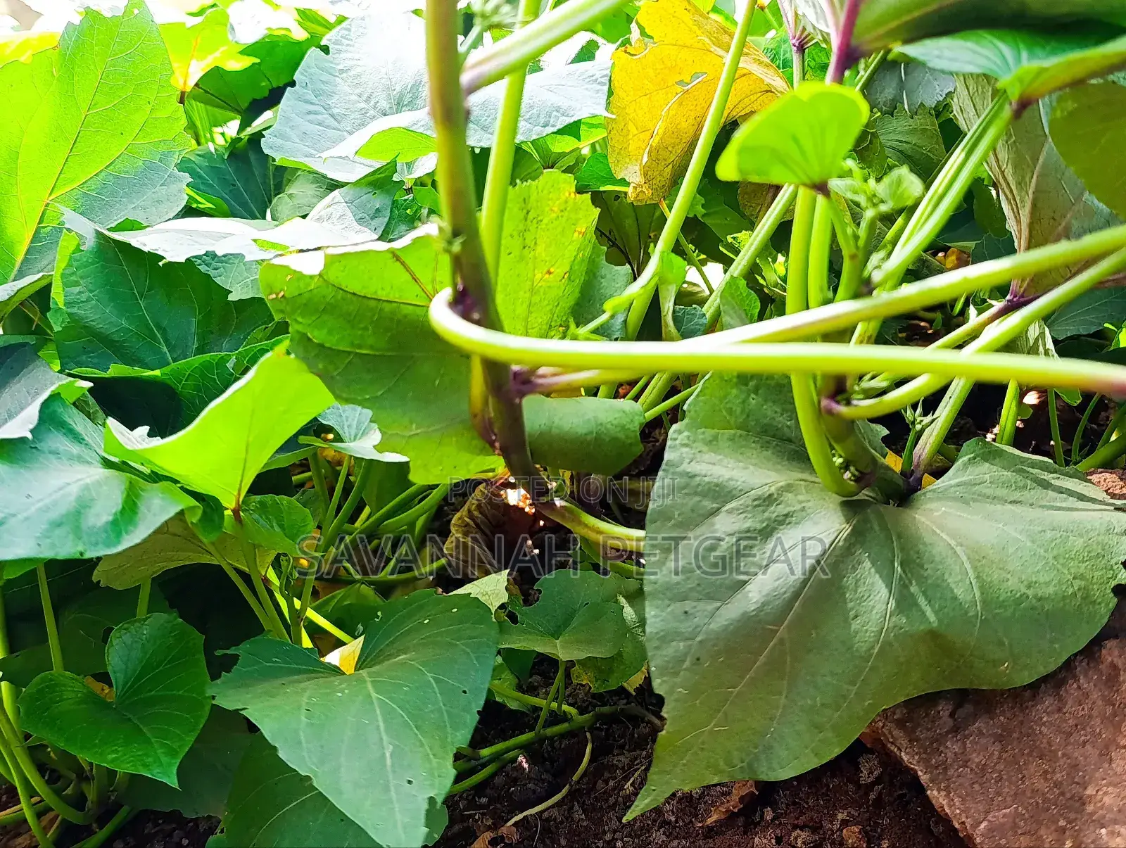 Super K Tuber Less Sweet Potato Vines (Drought-Resistant) for Planting