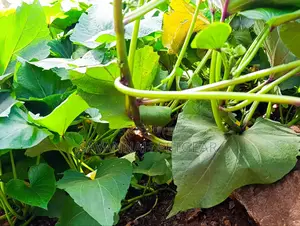 Super K Tuber Less Sweet Potato Vines (Drought-Resistant) for Planting