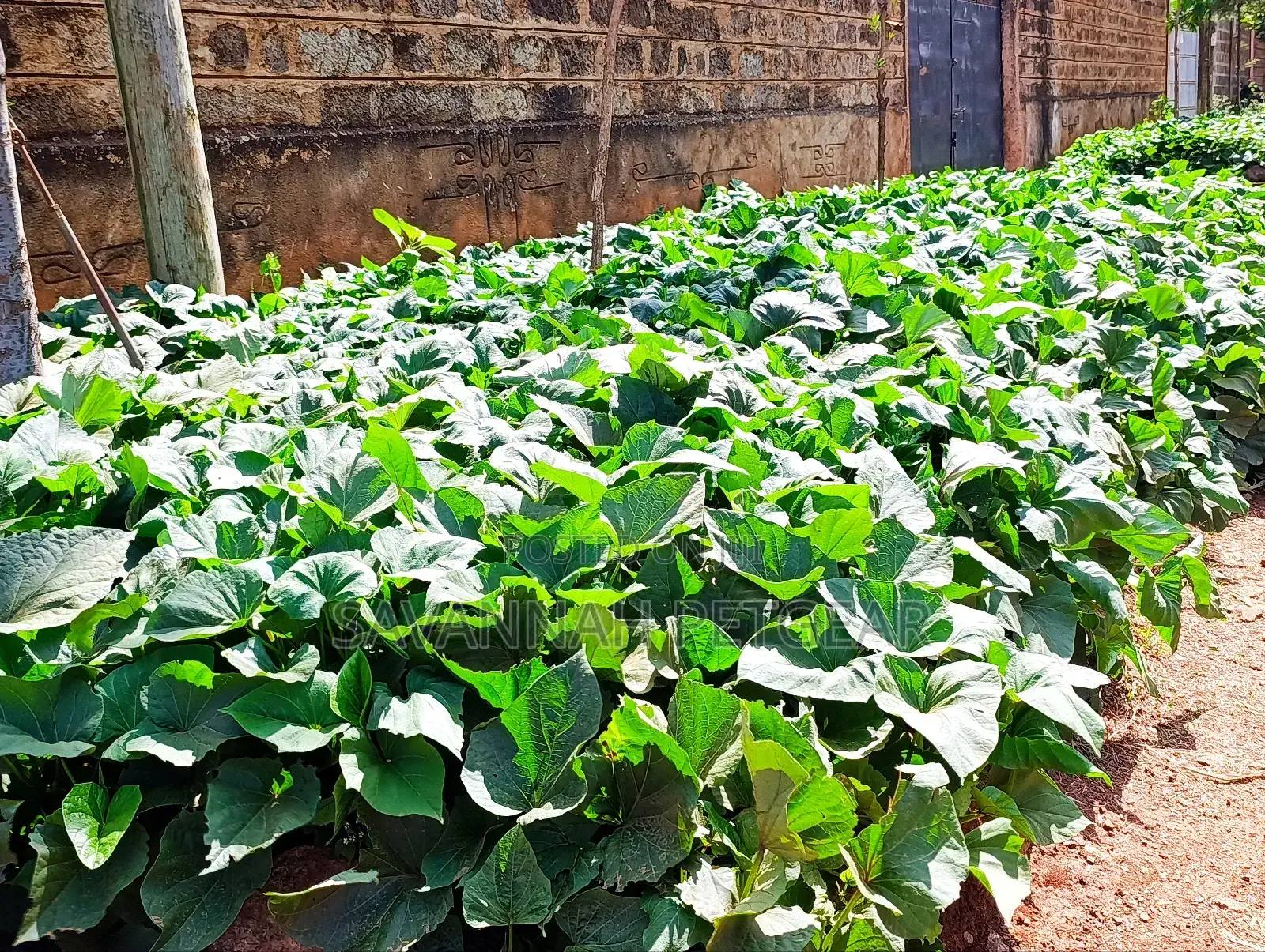 Super K Tuber Less Sweet Potato Vines (Drought-Resistant) for Planting