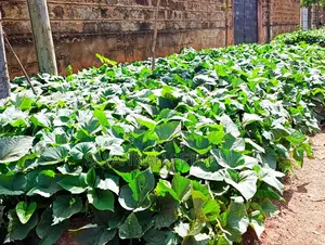 Super K Tuber Less Sweet Potato Vines (Drought-Resistant) for Planting