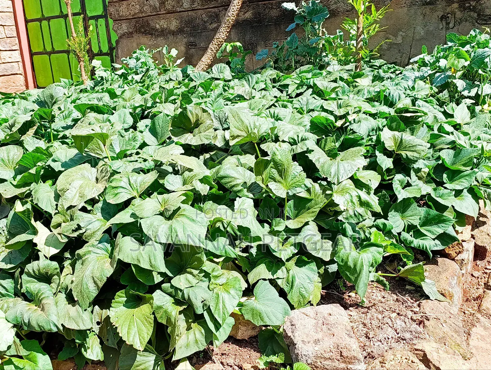 Super K Tuber Less Sweet Potato Vines (Drought-Resistant) for Planting