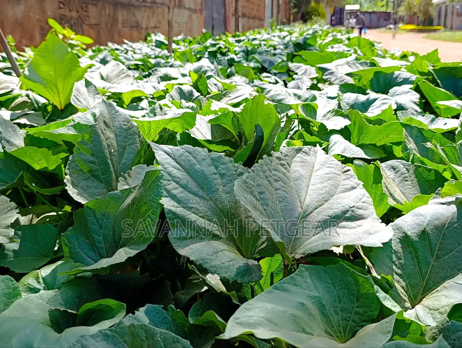 Super K Tuber Less Sweet Potato Vines (Drought-Resistant) for Planting