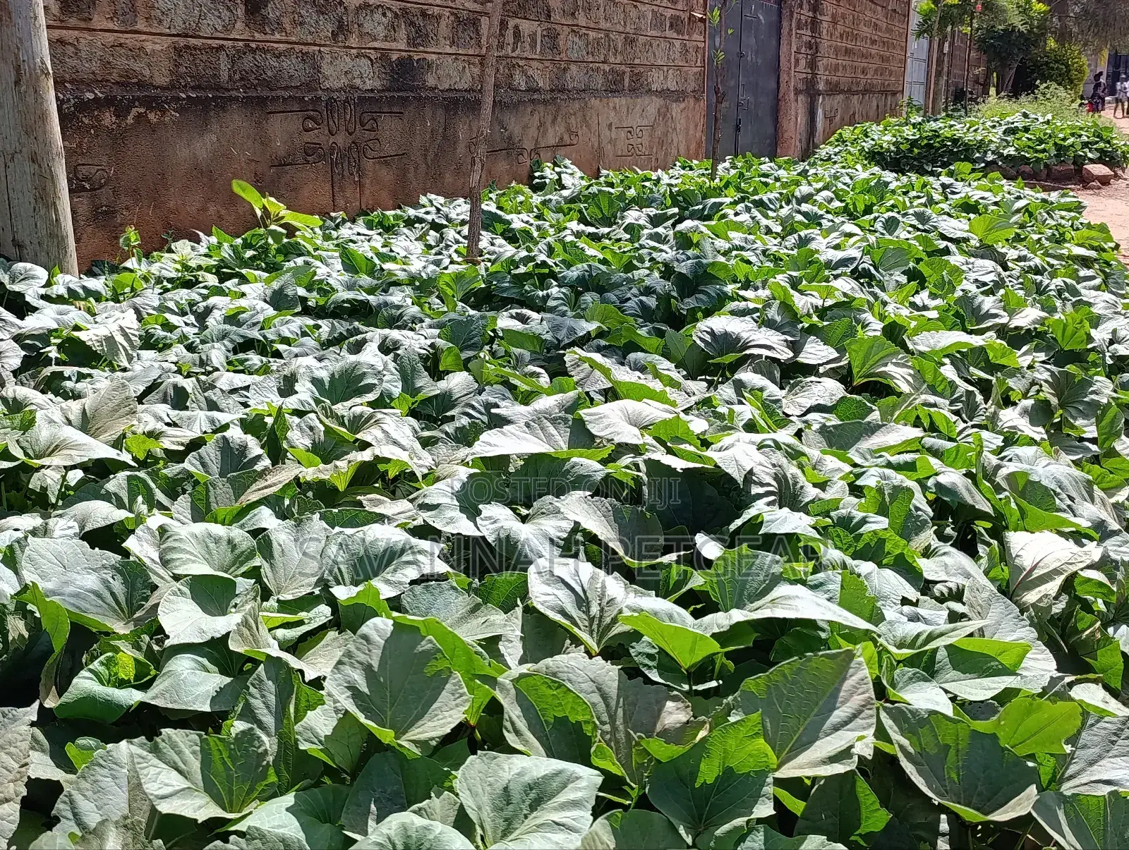 Super K Tuber Less Sweet Potato Vines (Drought-Resistant) for Planting
