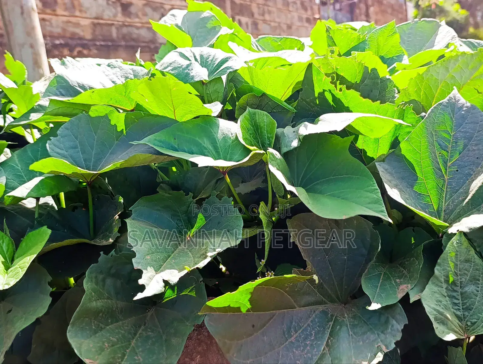 Super K Tuber Less Sweet Potato Vines (Drought-Resistant) for Planting