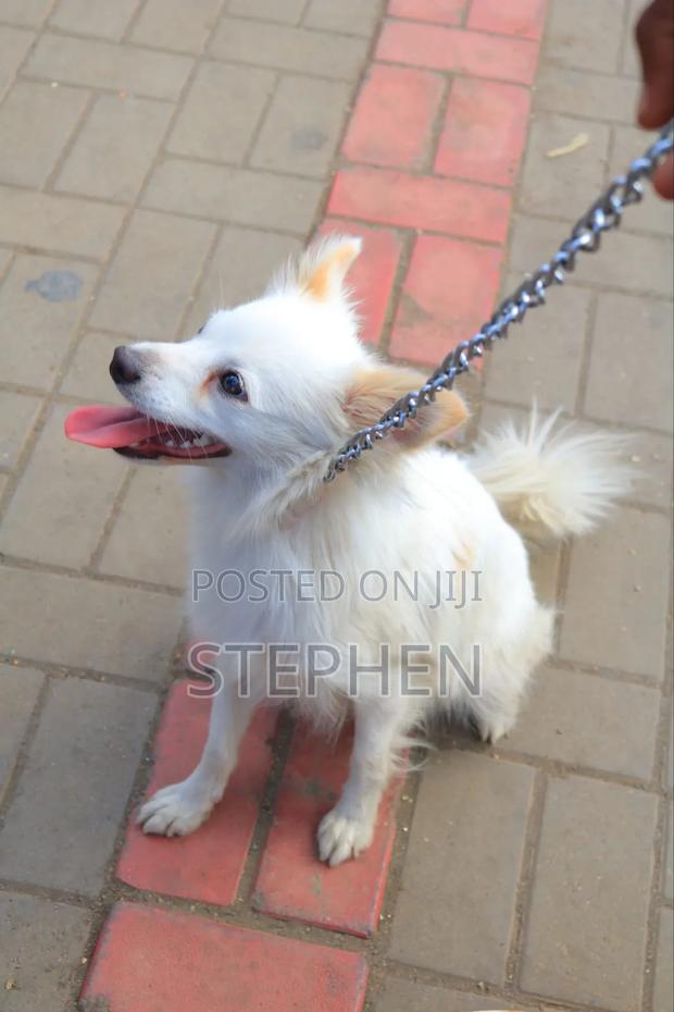 6-12 months Female Purebred Japanese Spitz