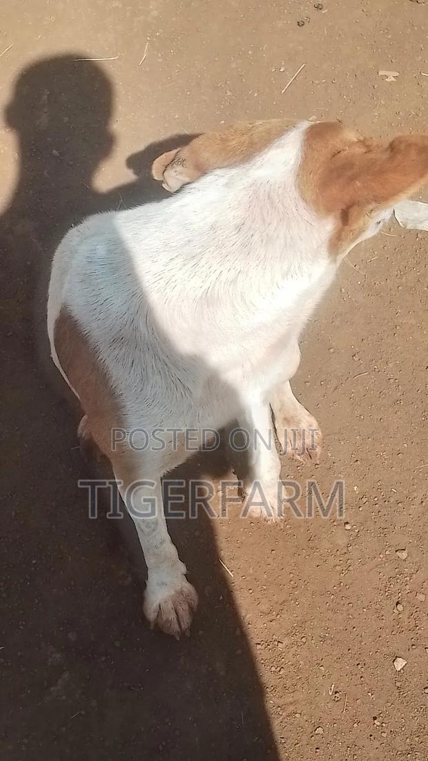 1+ year Male Mixed Breed Great Dane - main view