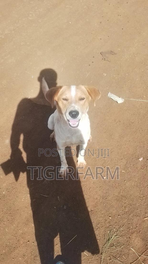 1+ year Male Mixed Breed Great Dane - thumbnail 2