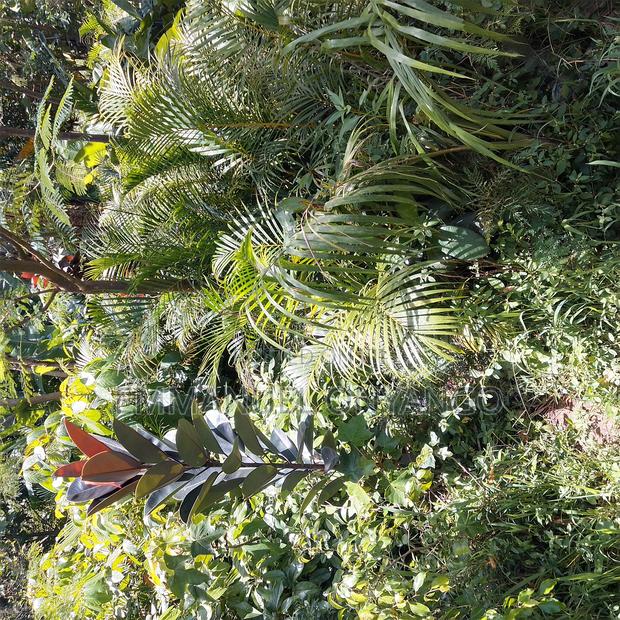 Kakamega Tree Nursery
