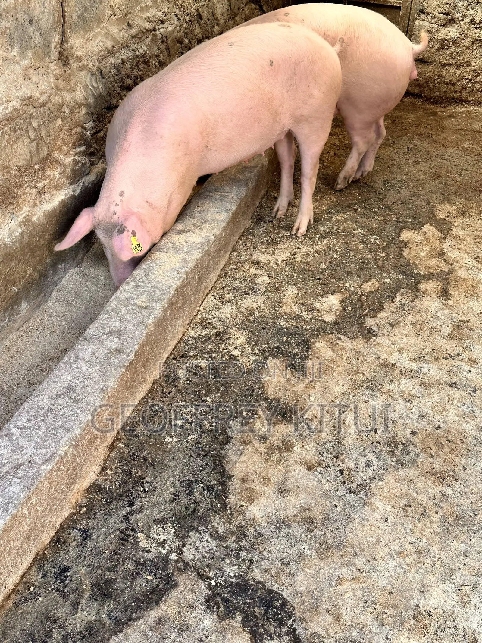 Served and Unserved Maxgrow Duroc Gilts