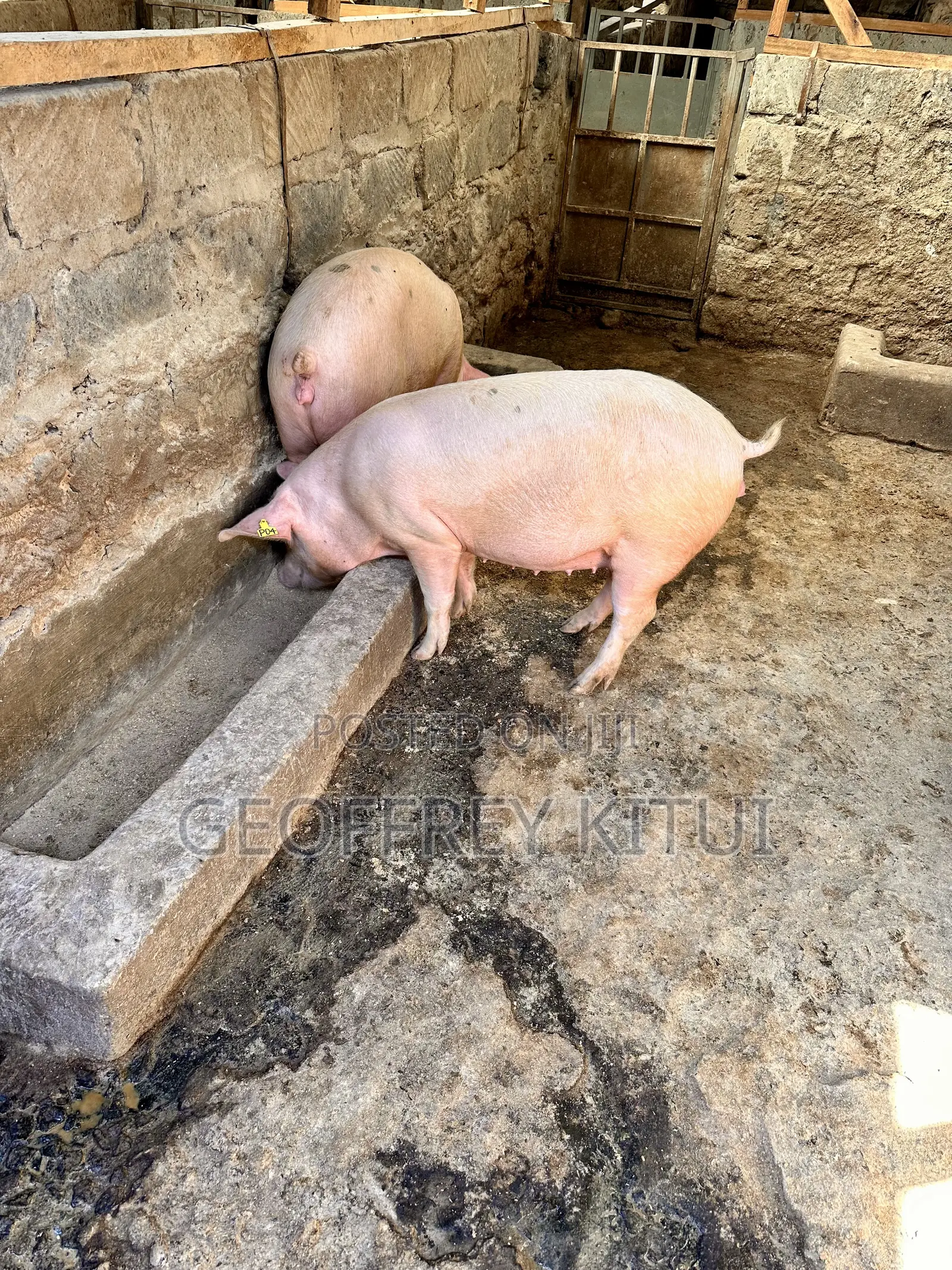 Served and Unserved Maxgrow Duroc Gilts