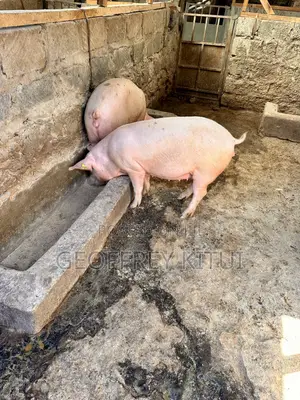 Served and Unserved Maxgrow Duroc Gilts