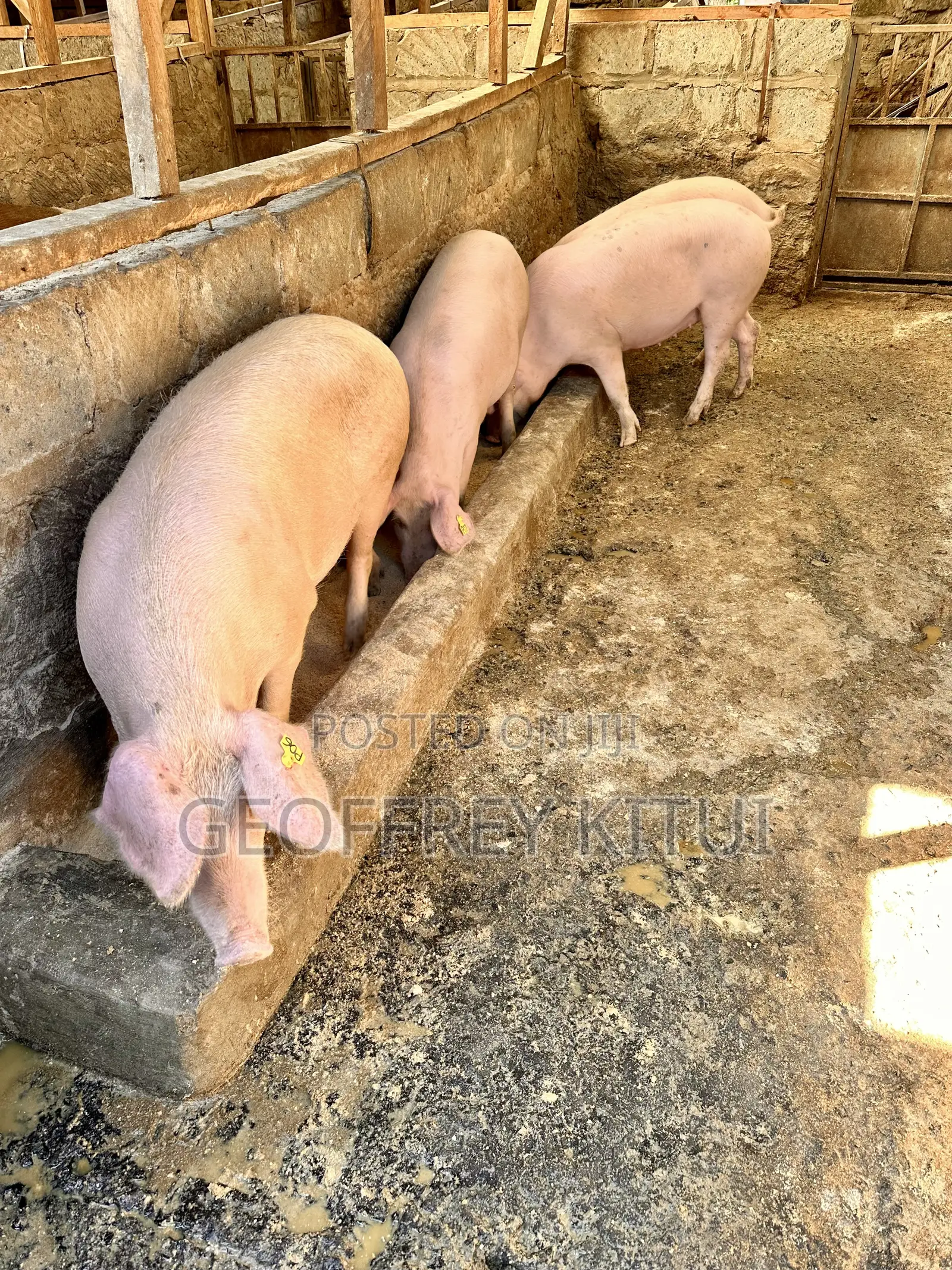 Served and Unserved Maxgrow Duroc Gilts