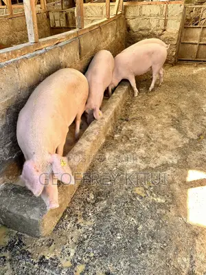Served and Unserved Maxgrow Duroc Gilts