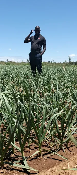 Garlic Seeds Fresh From the Farm