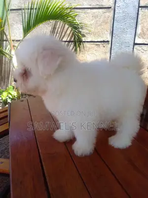 1-3 months Female Purebred Maltese