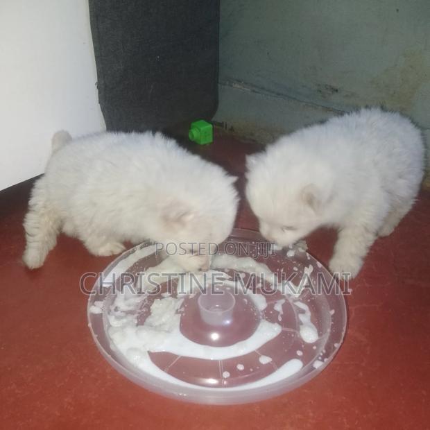 1-3 months Male Purebred Japanese Spitz