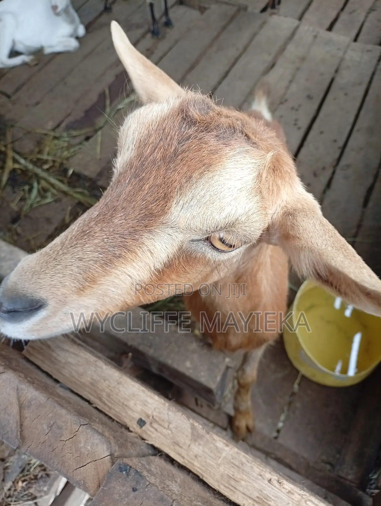 Goats for Sale