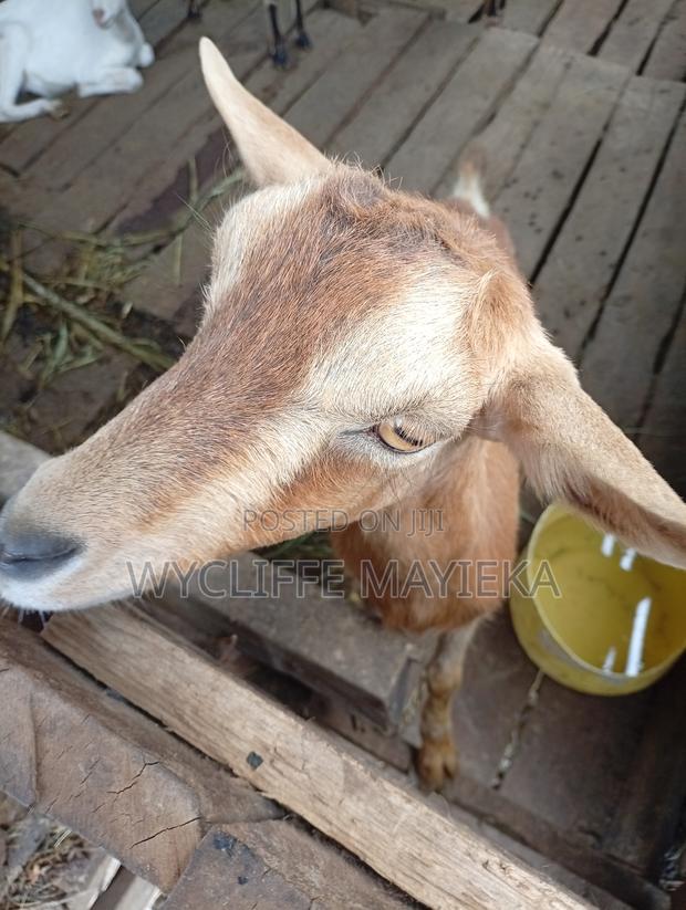 Goats for Sale - thumbnail 4