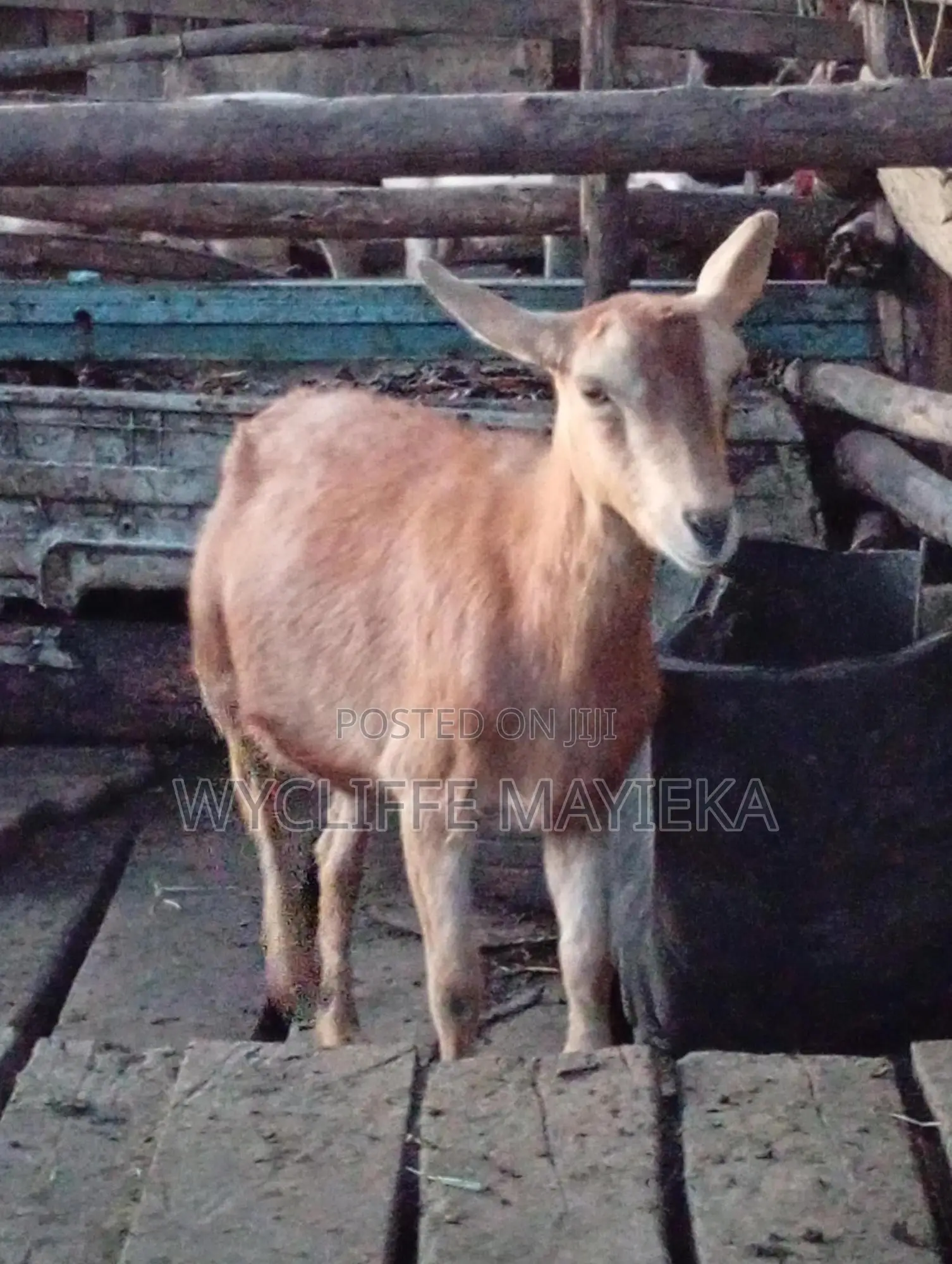 Goats for Sale