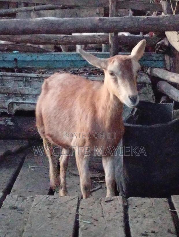 Goats for Sale - thumbnail 3