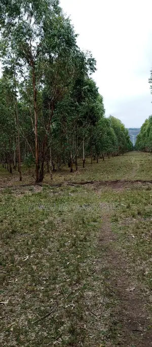 Land on Sale.270 Acres With Mature Trees